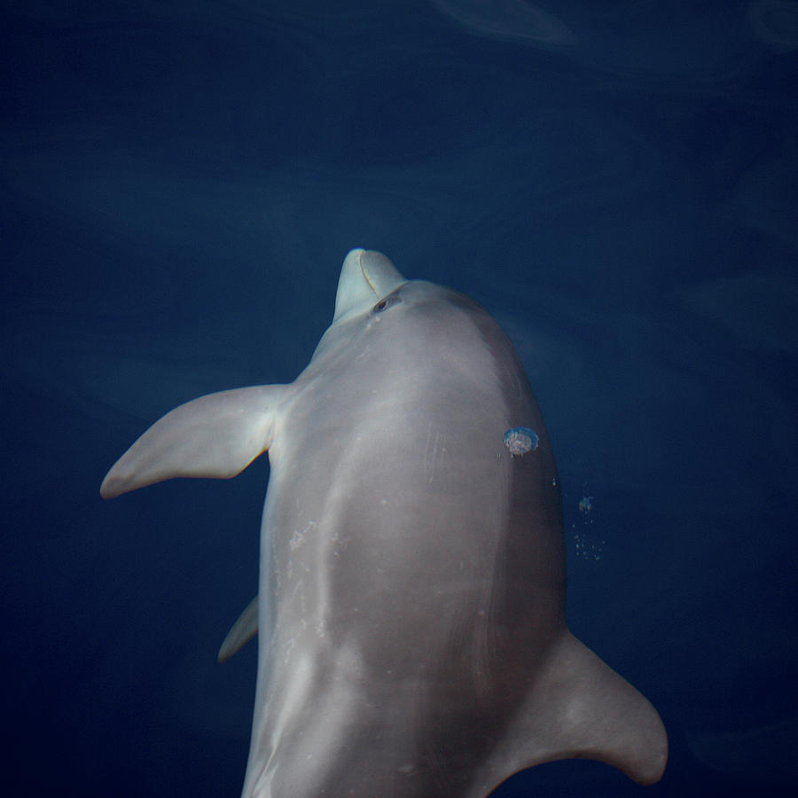 Delphin 8 Photograph by Jouko Lehto