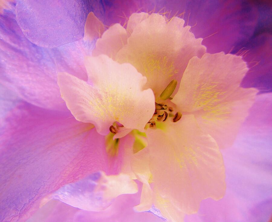 Summer Photograph - Delphinium Abstract by Sharon Ackley