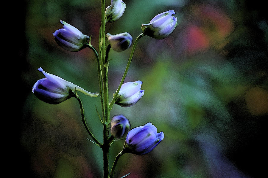 Delphinium Buds Photograph by Bonnie Bruno