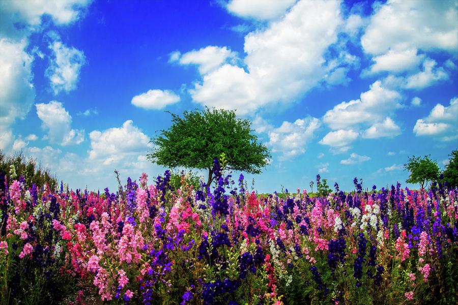 Garden Photograph - Delphinium Daydreams by Lynn Bauer