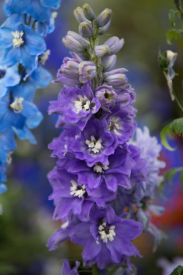 Delphinium Photograph by Dee Carpenter - Fine Art America