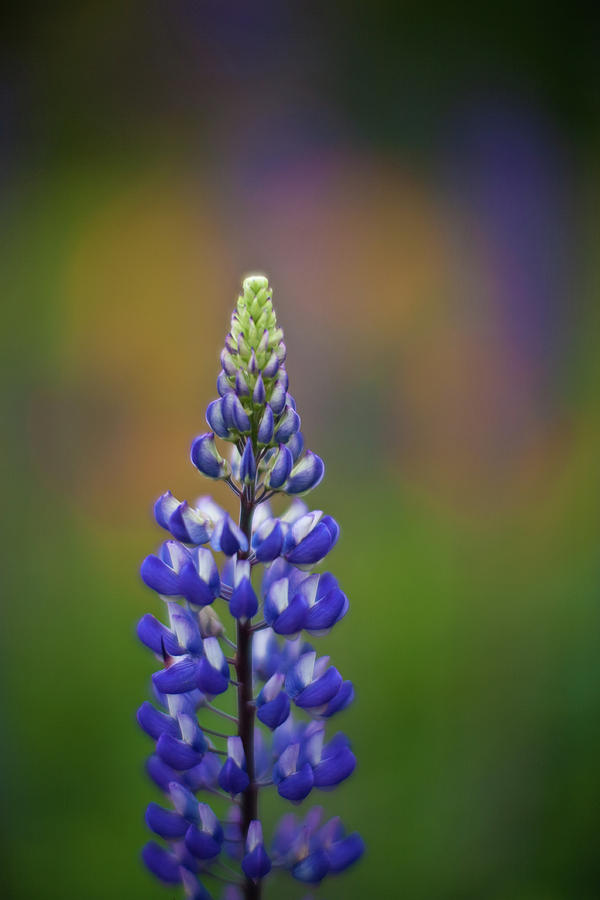 Abstract Photograph - Delphinium Dream by Mike Reid