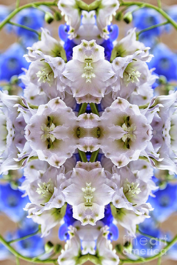 Delphinium Kaleidoscope Flower Abstract Photograph by Carol Groenen