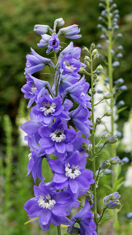 Delphinium on a Grey Day Photograph by Bruce Frye - Fine Art America