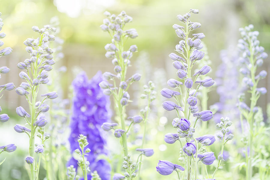 Delphiniums Photograph by Mary Angelini