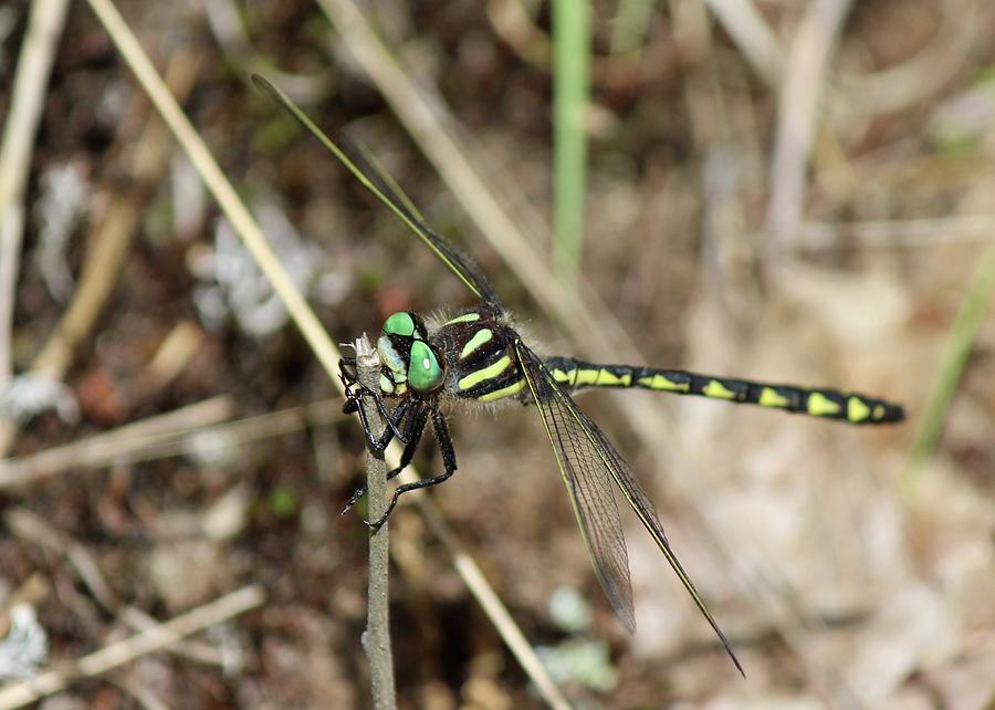 Delta-spotted Spiketail  Male Photograph by David Pickett