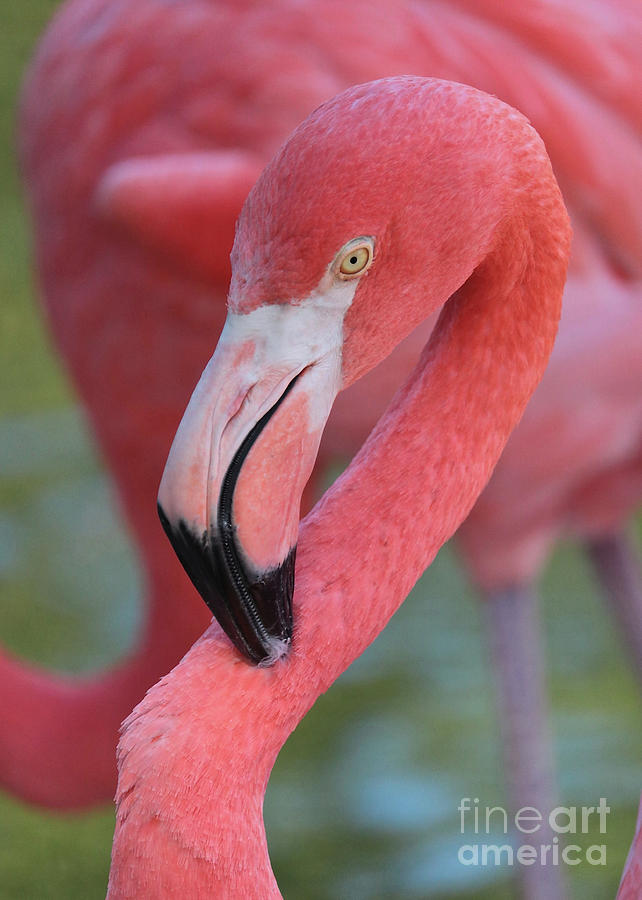 Demure Flamingo Photograph by Carol Groenen