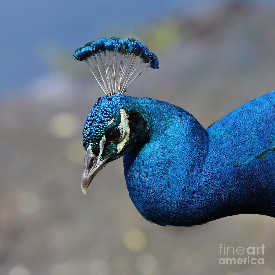 Demure Peacock Photograph by Carol Groenen