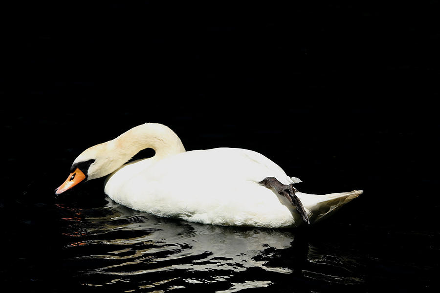 Demure Swan Photograph by Debbie Oppermann