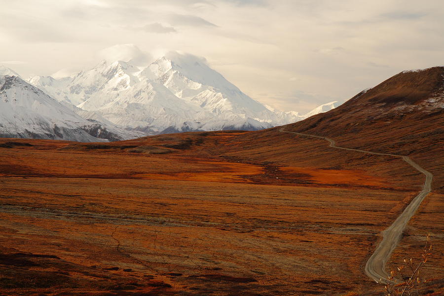 Denali And Tundra In Autumn Photograph by Steve Wolfe