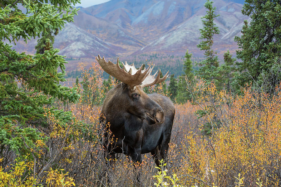 Denali Bull Moose Photograph by Sam Amato