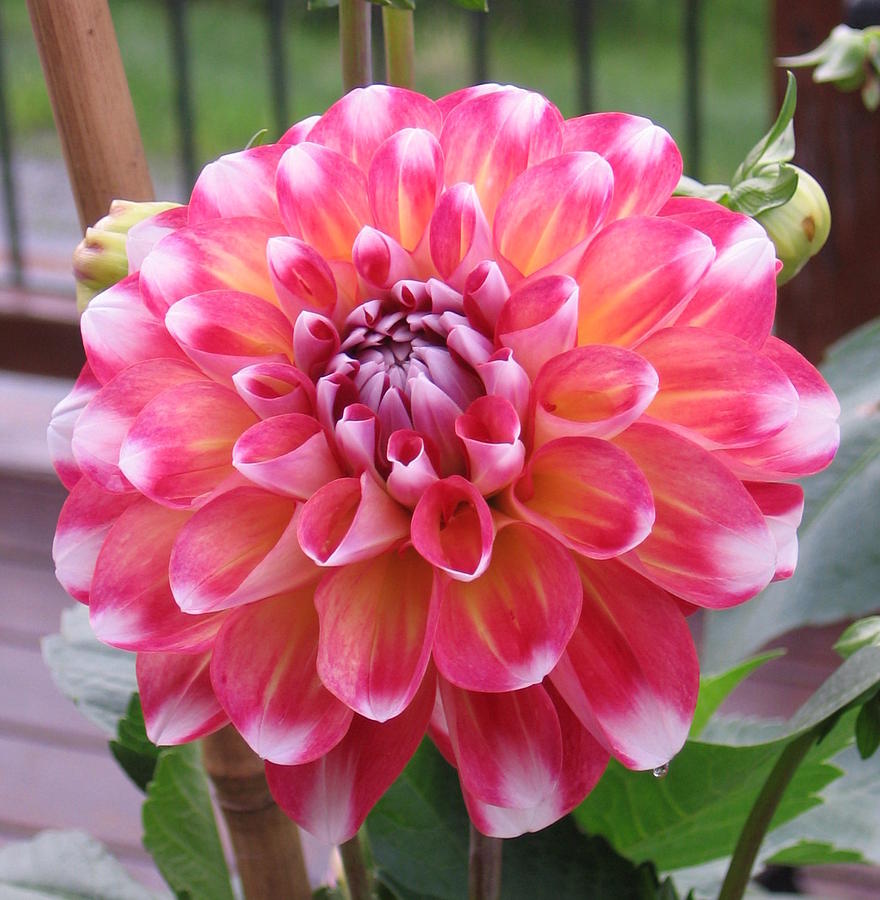 Denali Dahlia Photograph by Karen J Shine