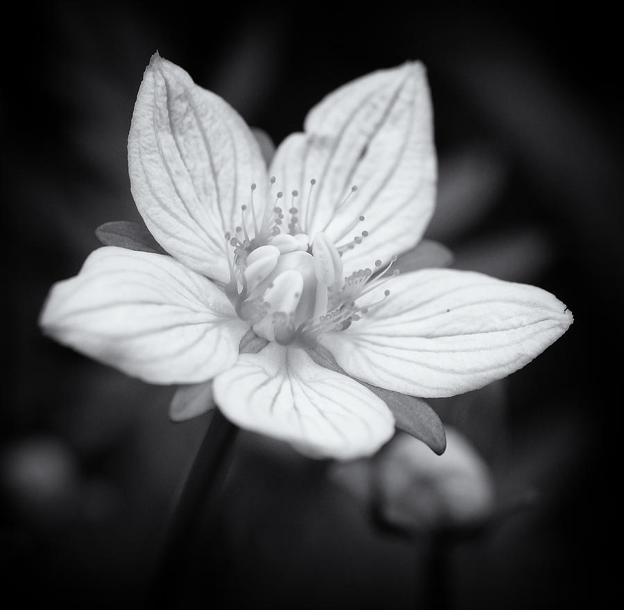 Denali Flower Photograph by Bethany Dhunjisha