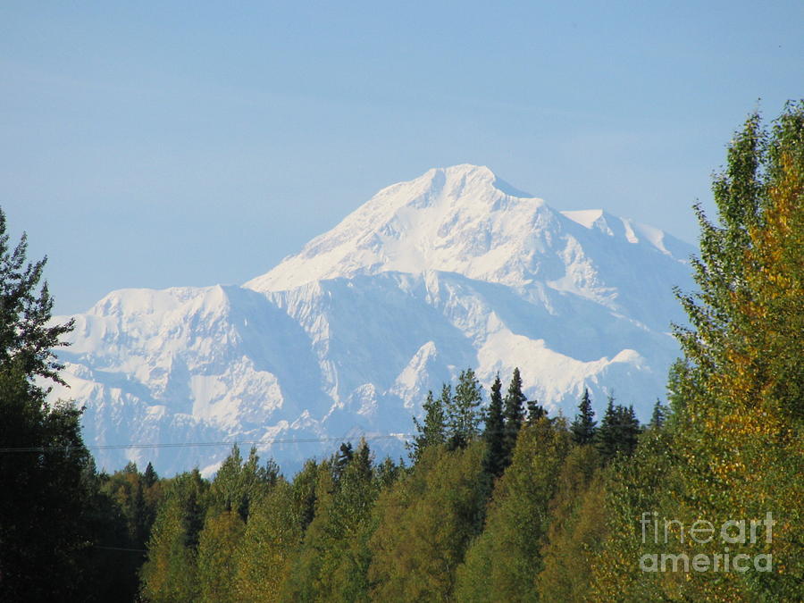 Denali framed by trees Photograph by Anthony Trillo