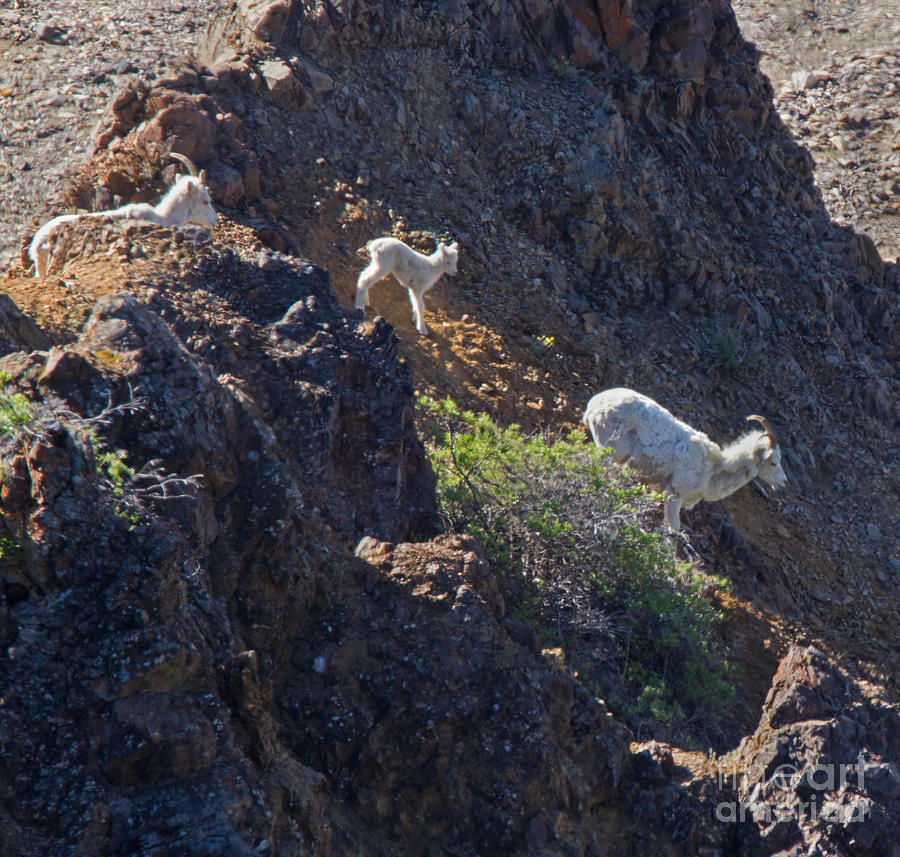 Denali Goats Photograph by Robert Pilkington