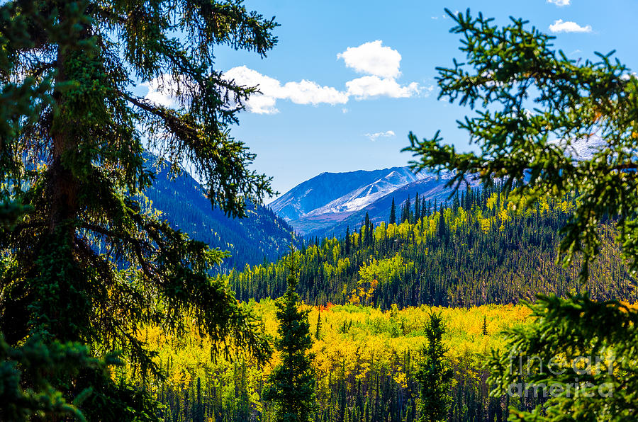Fall Photograph - Denali - Golden Valley 2 by Mary Carol Story