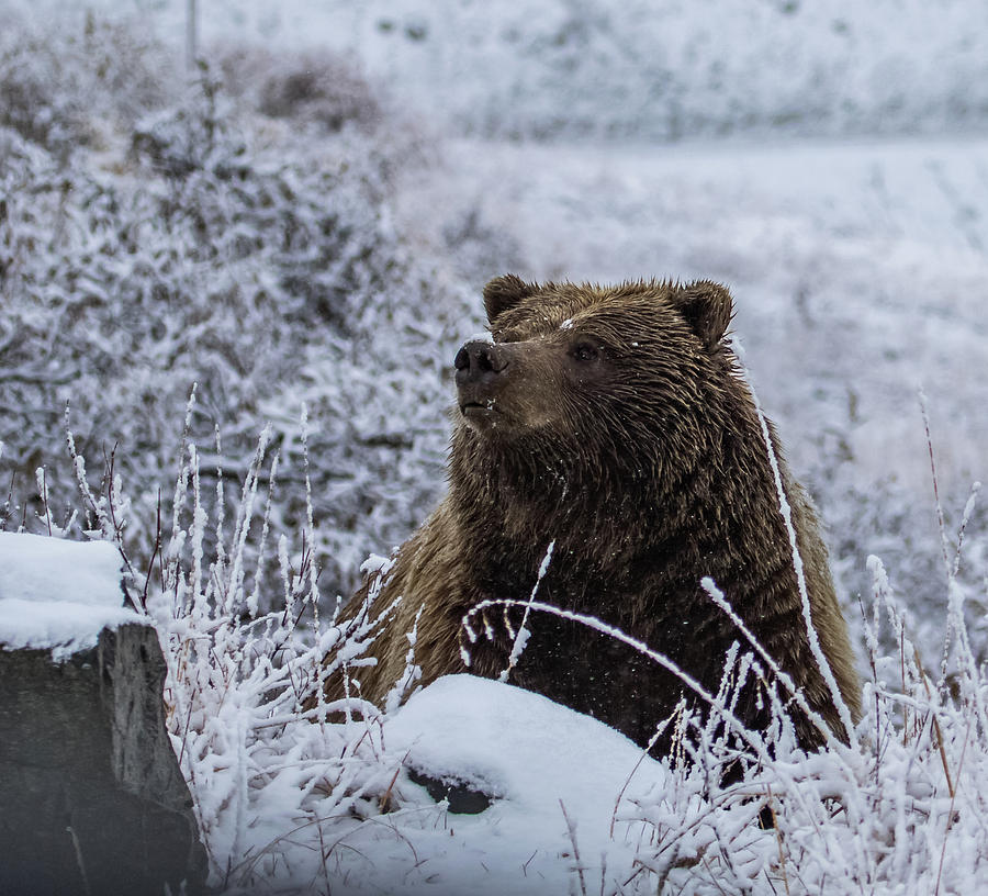 Denali Grizzly Bear Photograph by Laurel Racenet | Fine Art America