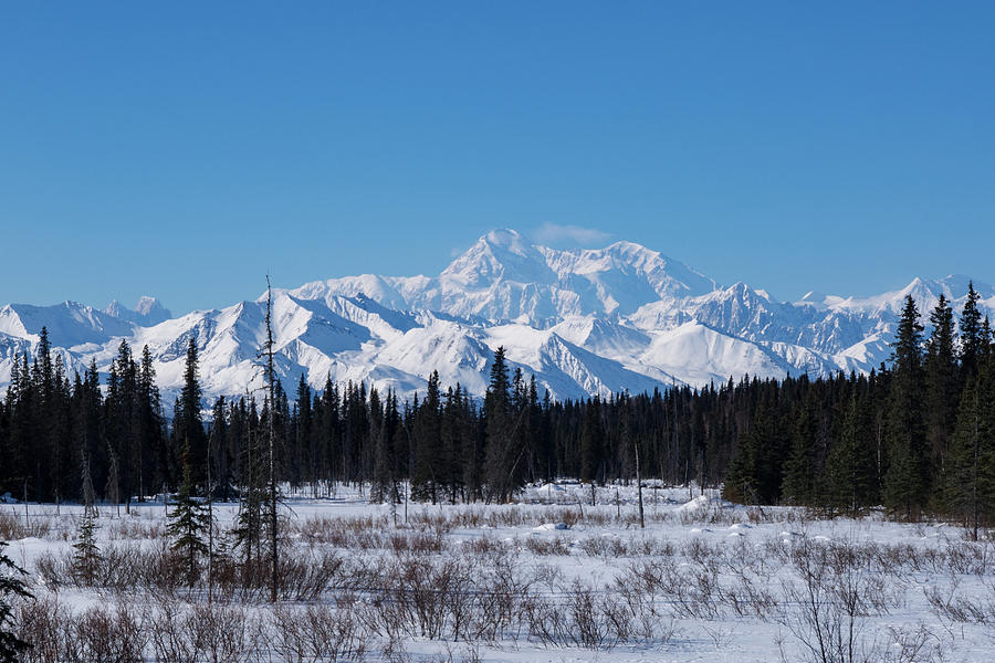 Denali in Winter by Brenda Smith DVM Denali in Winter by Brenda Smith DVM