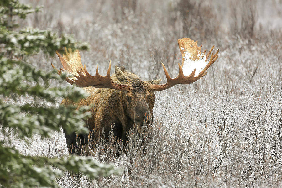 Denali National Park Bull Moose Photograph by Sam Amato