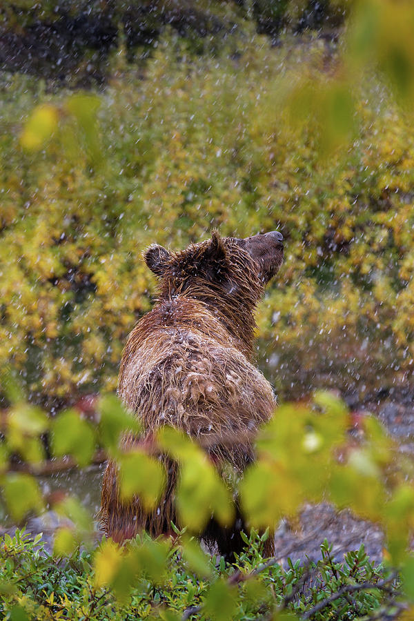 Denali National Park Grizzly Photograph by Scott Slone