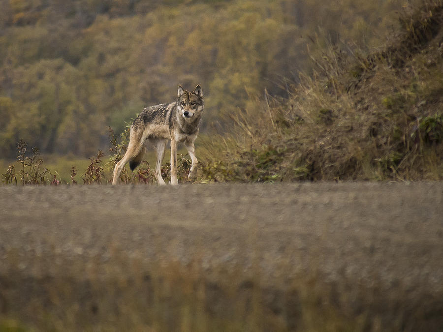 Denali Park Wolf Photograph by Ian Johnson