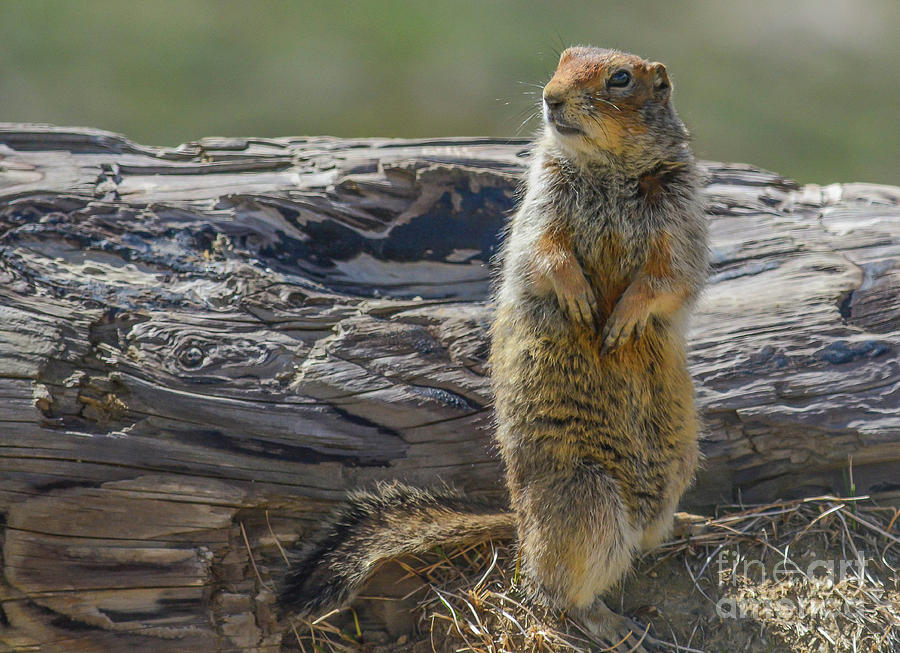 Denali Squirrel Photograph by Barry Bohn