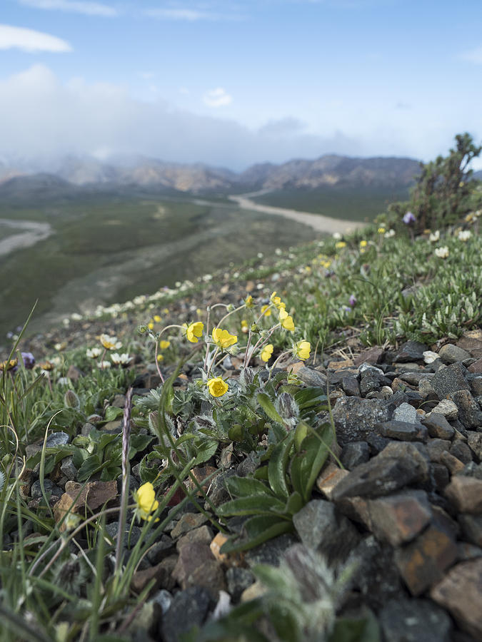 Denali Wildflowers Photograph by Ian Johnson