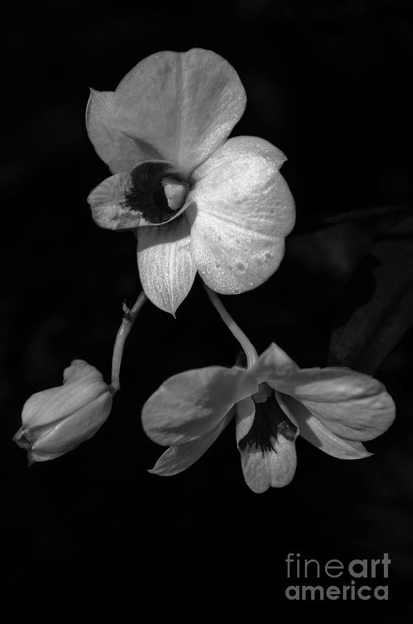 Dendrobium Black And White Photograph by Michelle Meenawong