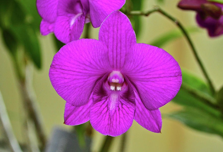 Dendrobium Dang Klang Orchid Photograph by George Bostian