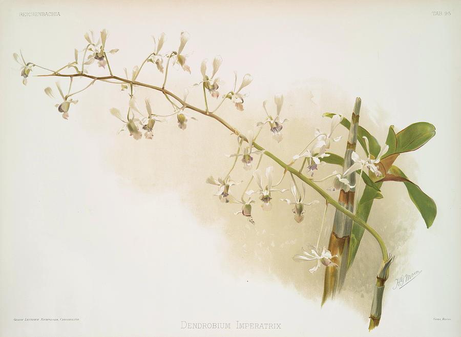 Dendrobium Imperatrix Photograph by Ricky Barnard