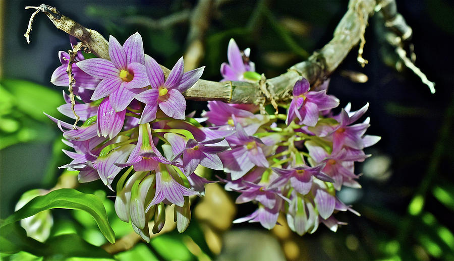Dendrobium Miyakei Orchids at the Conservatory 1 Photograph by Janis Senungetuk