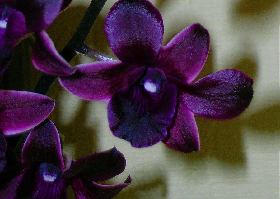 Dendrobium Nobile Orchid Photograph by James Temple