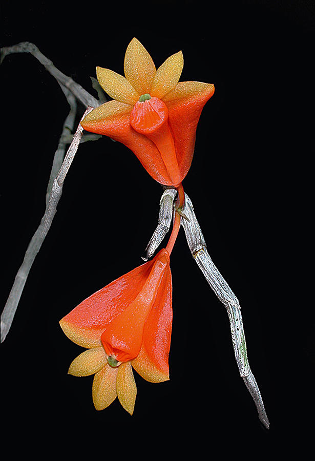 Dendrobium obtussisepalum Glass Art by Richard Ashby