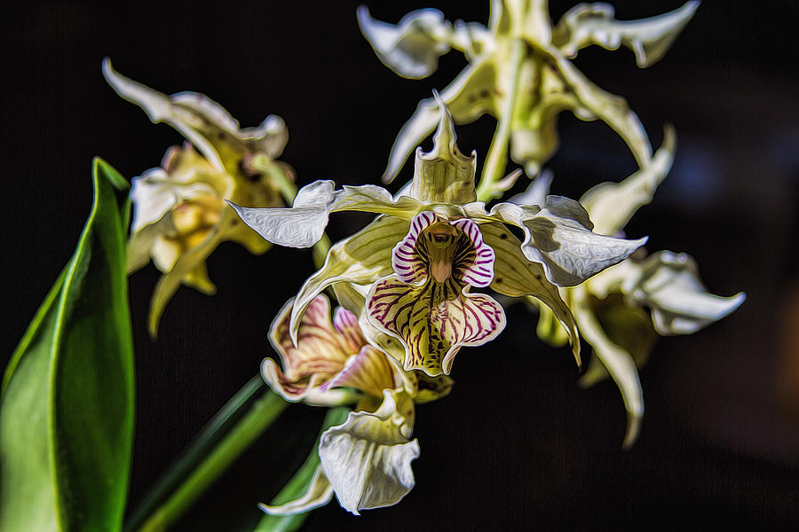 Dendrobium Orchid Photograph by Alana Thrower