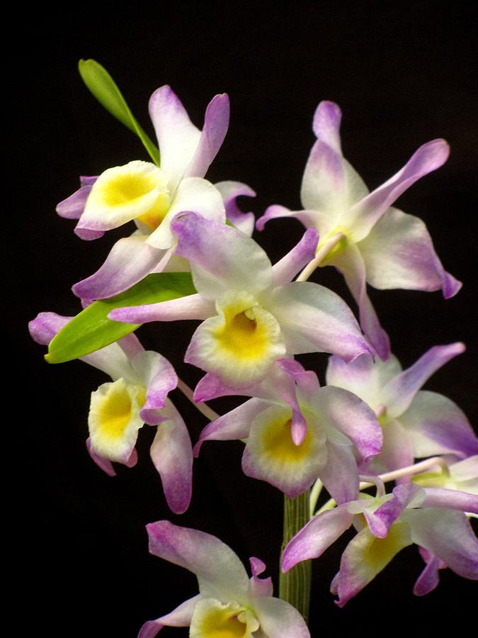 Dendrobium Orchid Photograph by Alfred Ng