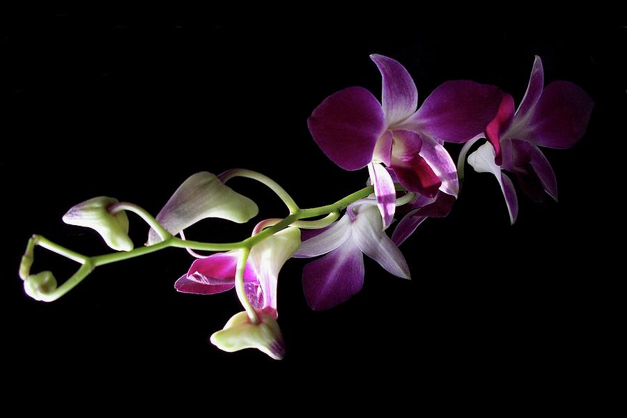 Dendrobium Orchid Photograph by Nancy Griswold