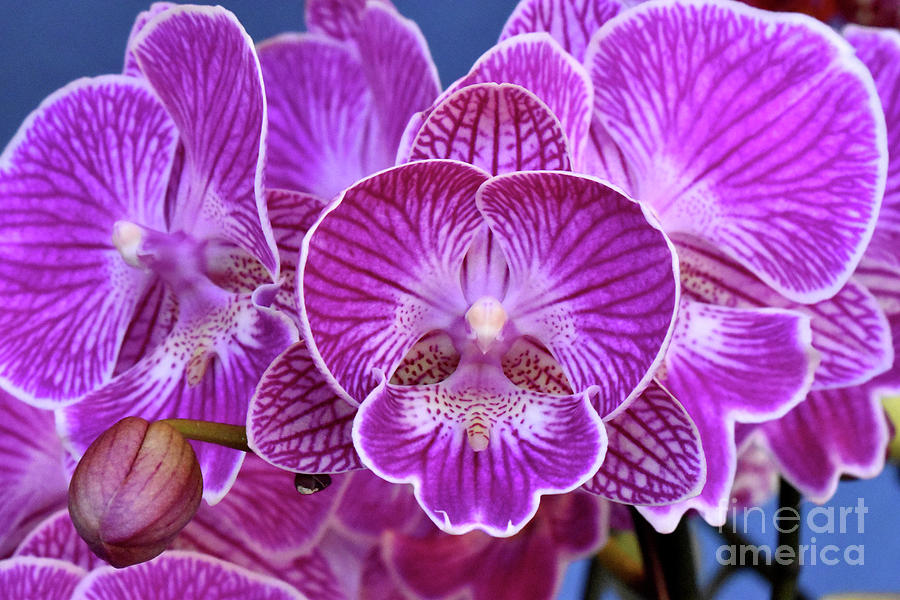 Dendrobium Orchid  Photograph by Nancy Mueller