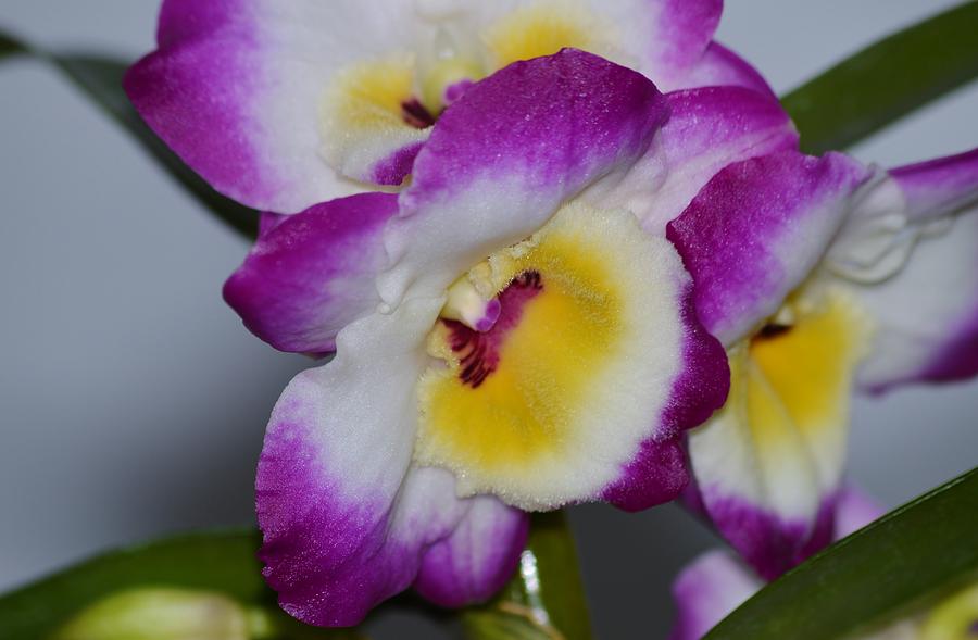 Dendrobium Orchid Photograph by Warren Thompson