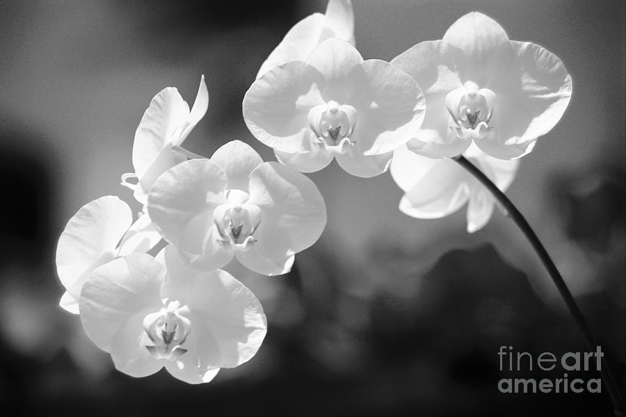 Dendrobium Orchids Photograph by Allan Seiden - Printscapes