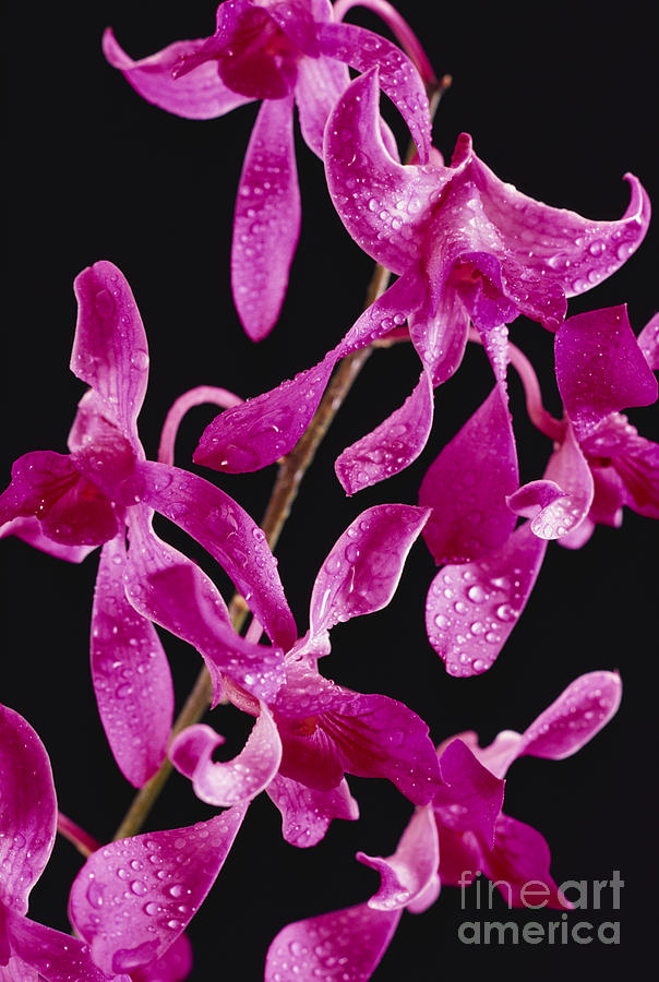 Dendrobium Orchids Photograph by Carl Shaneff - Printscapes