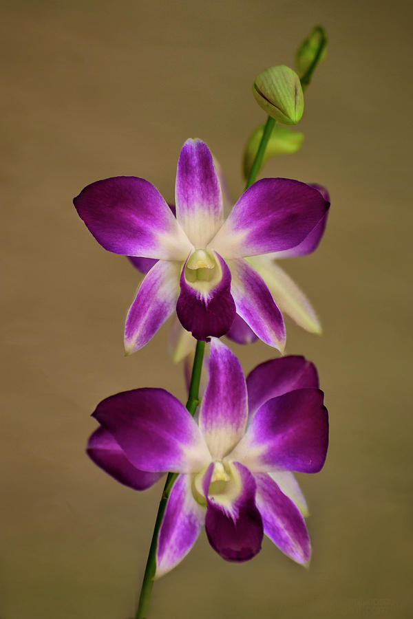 Dendrobium Orchids Photograph by Carol Eade