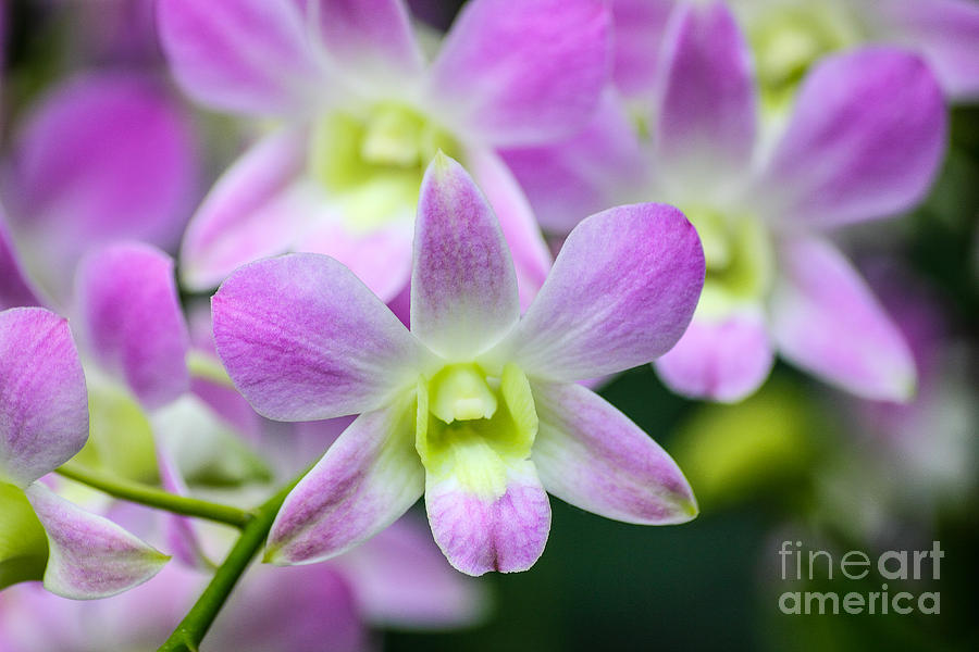 Orchid Photograph - Dendrobium Orchids by Layla Alexander