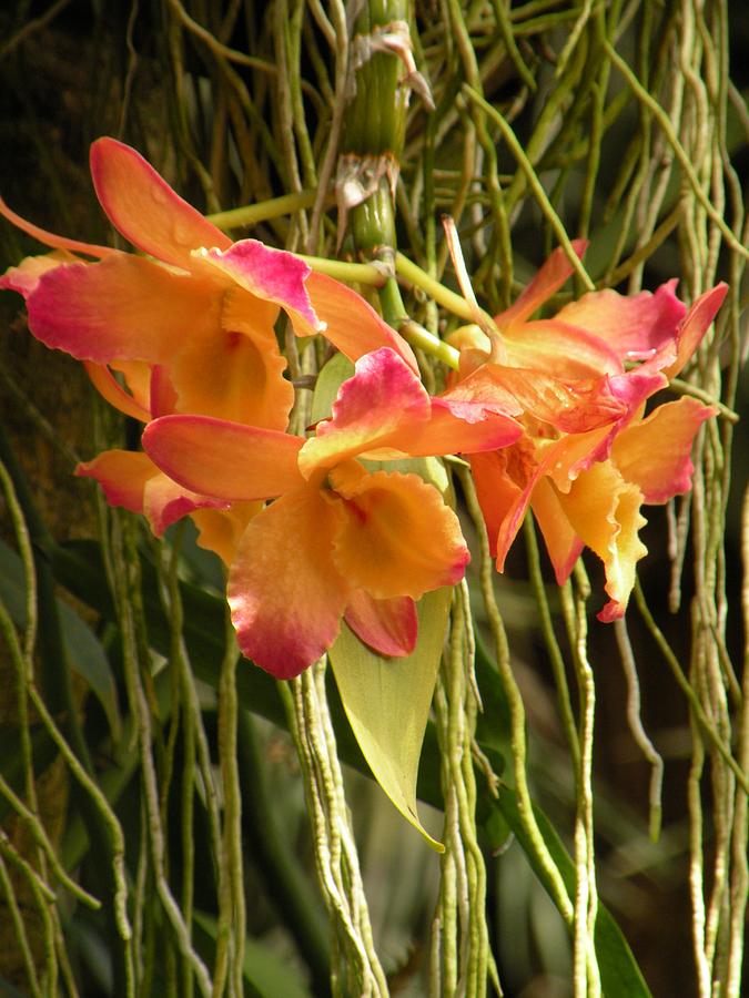 Dendrobium Orchids Photograph by Rosalie Scanlon