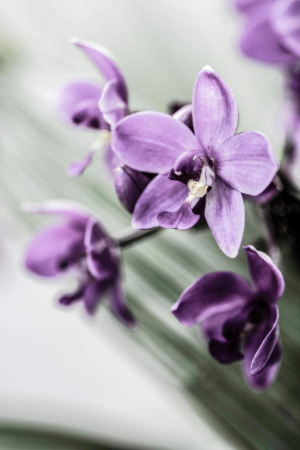Dendrobium Orchids Photograph by Tracy Winter