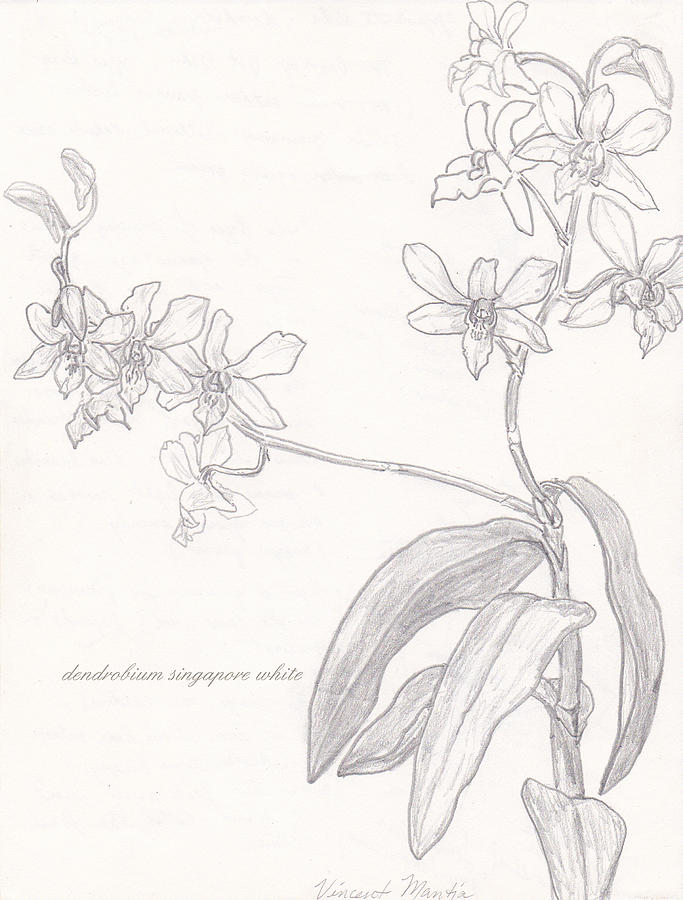 Dendrobium Singapore White Drawing by Vincent Mantia - Fine Art America