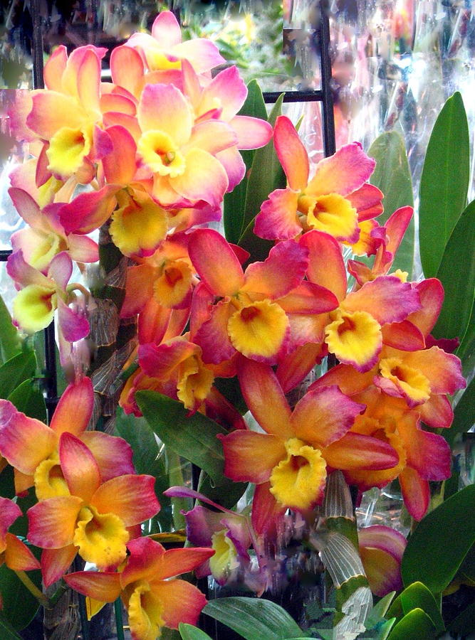 Dendrobiums Photograph by Suzanne Krueger