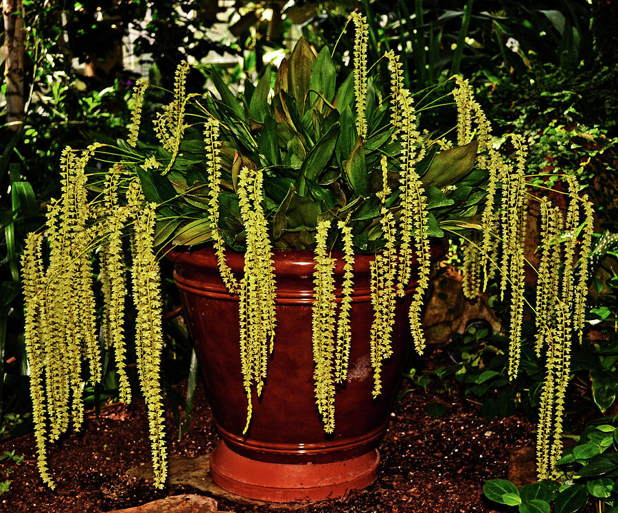 Dendrochilum cobbianum - Golden Chain Orchid 003 Photograph by George Bostian