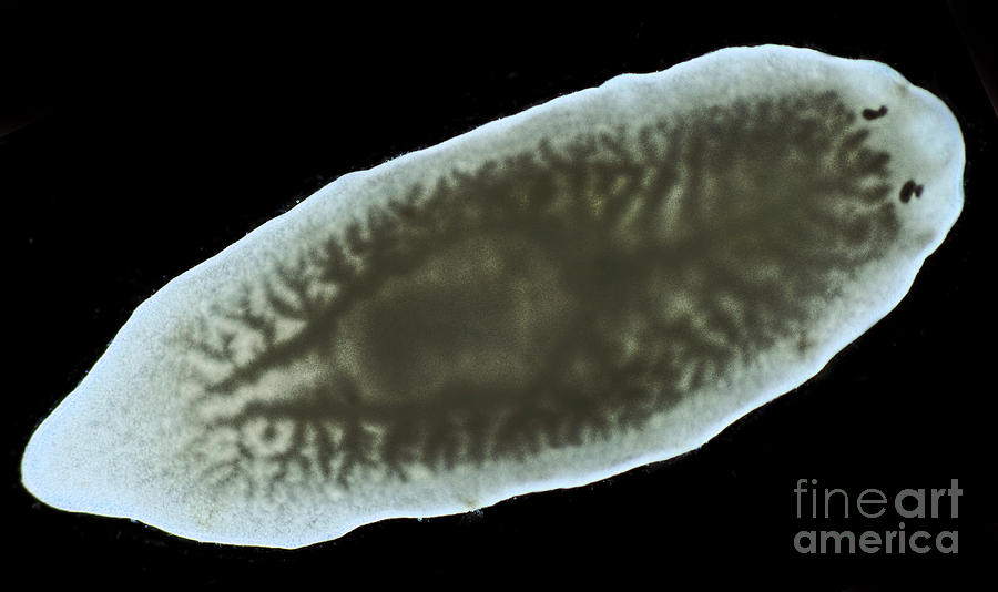 Dendrocoelum Lacteum, Microscope Photograph by M. I. Walker