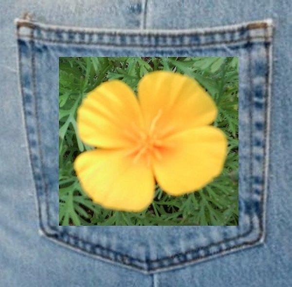 Denim Pocket Plants Yellow Flower A Photograph