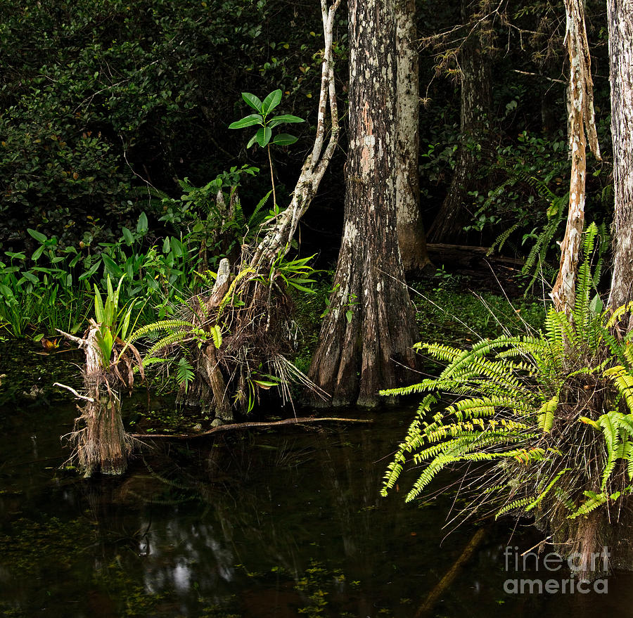 Big Cypress National Preserve Photograph - Dense Everglades Swamp by Matt Tilghman